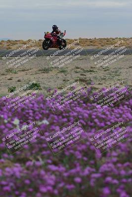 media/Jan-14-2023-SoCal Trackdays (Sat) [[497694156f]]/Turn 14 Exit Bloomig (145pm)/